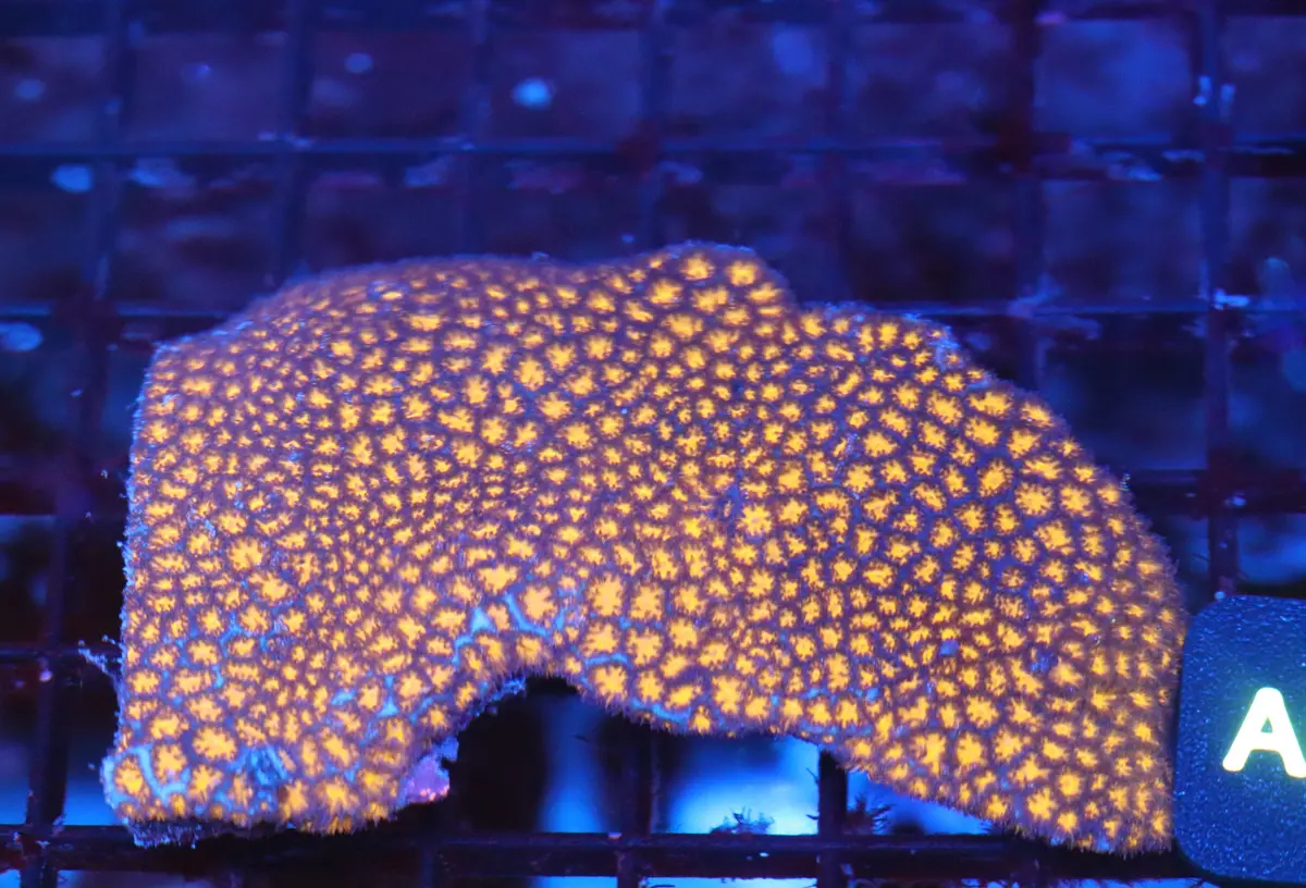 Lava Leptastrea Colony (A20) 1