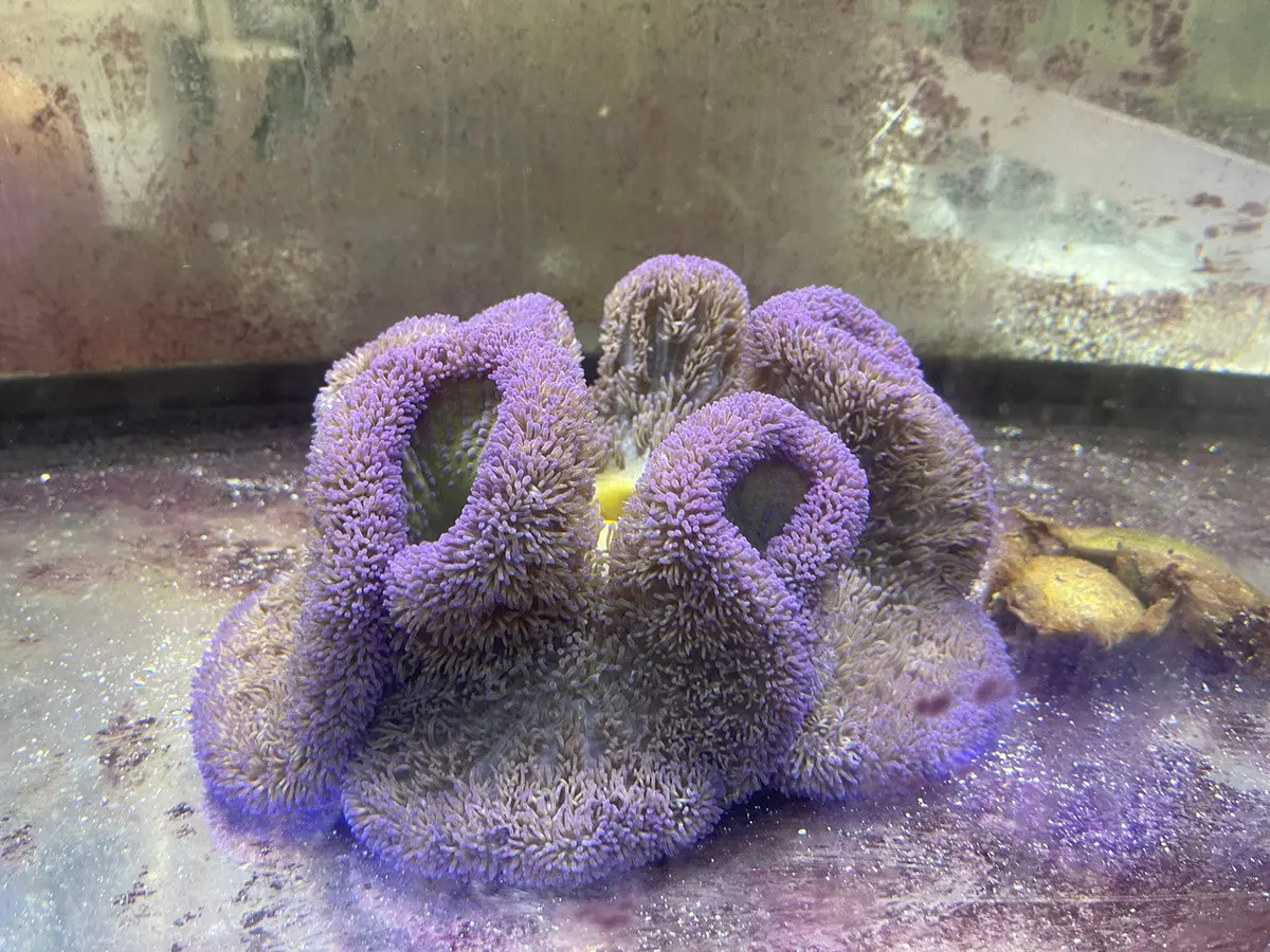 Carpet Anemone-Purple Gigantea(4-6") 1