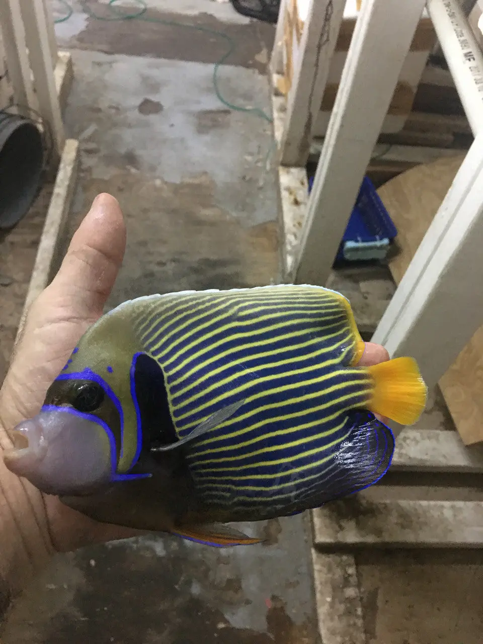Imperator Angelfish-Adult 7" (Africa-Rare Color) 1