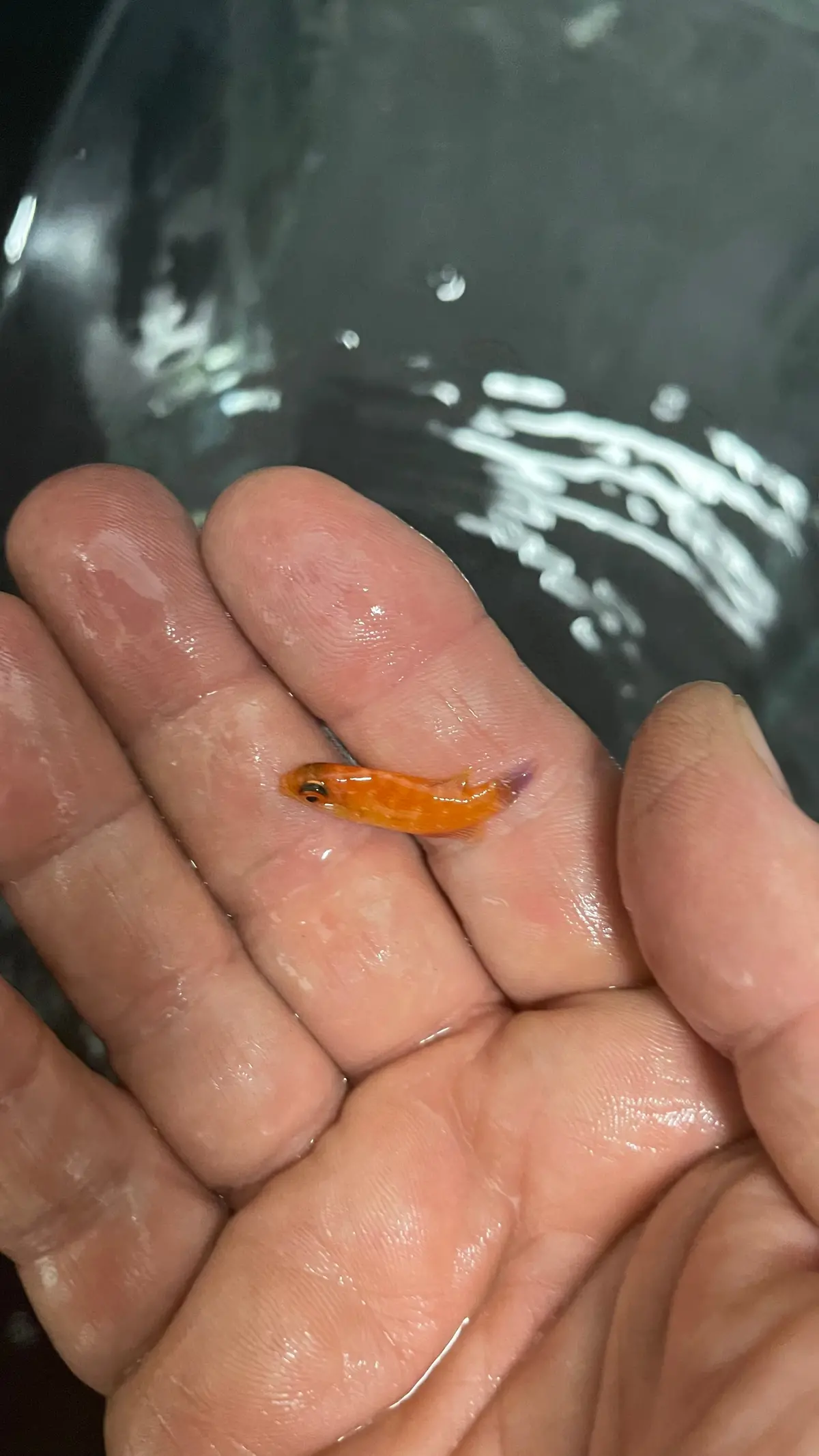 Japanese Lunate Fairy Wrasse | Cirrhilabrus Lunatus (1" Female) 1