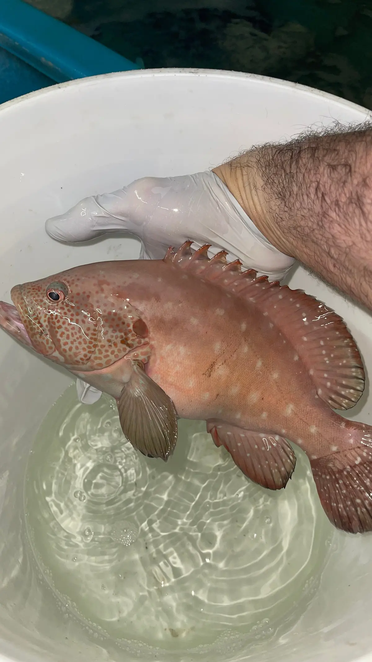 Red Sea Red Grouper | Epinephelus Morio (15") 1