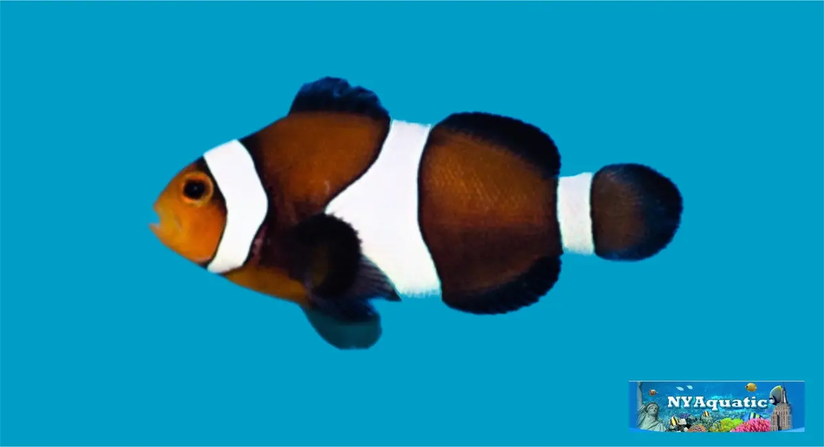 Black Ocellaris Clownfish  (3-4Cm) 1