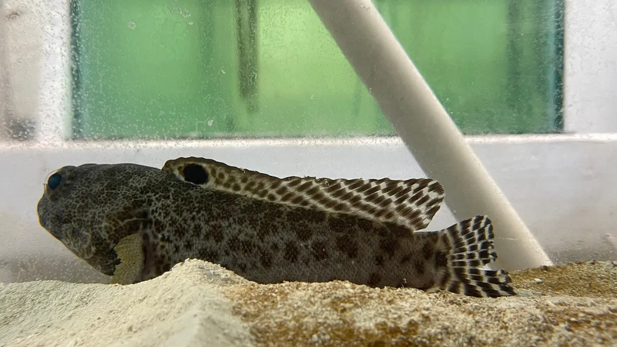 Darwin Jawfish | Opistognathus Darwiniensis (6") 1