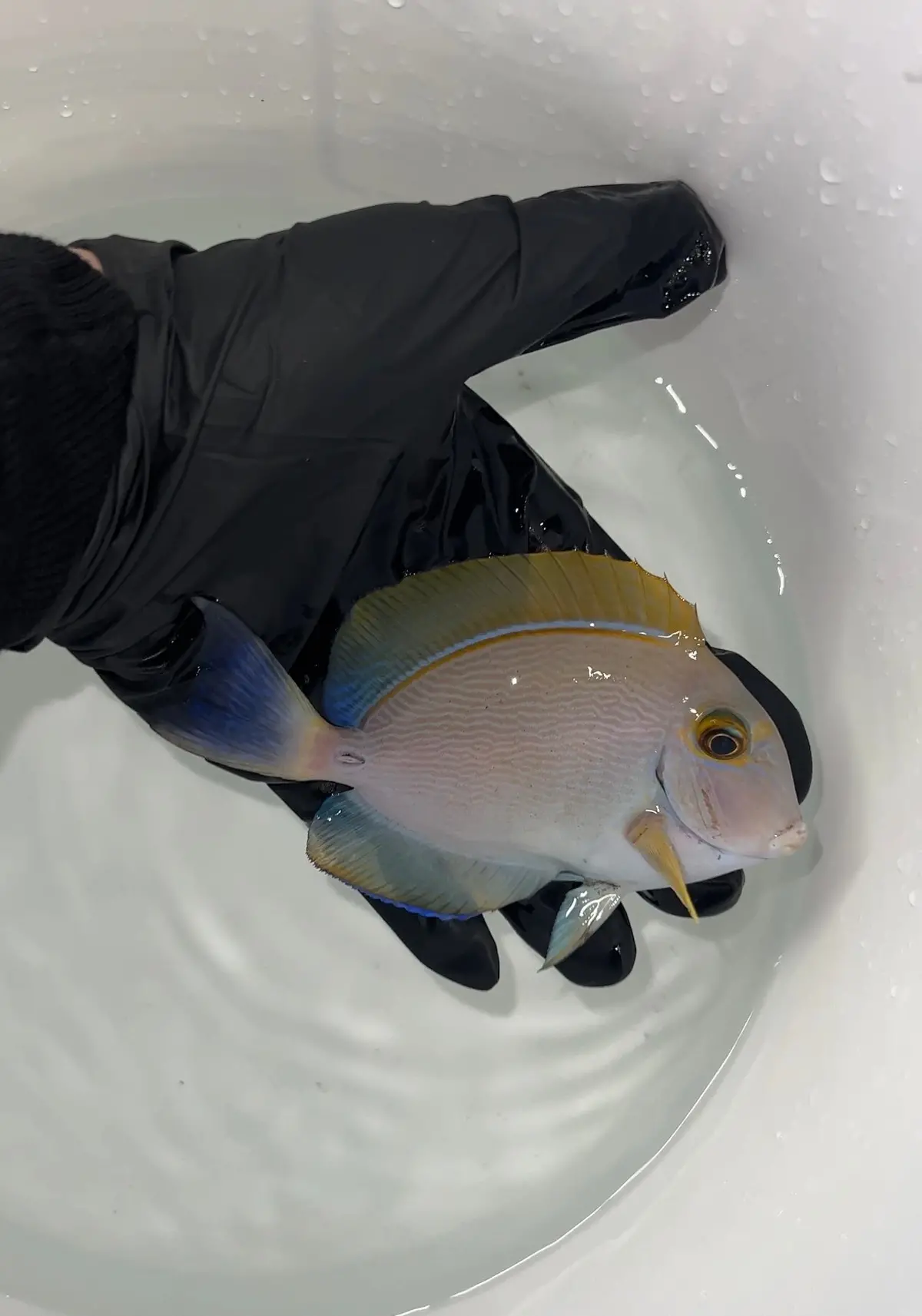 Dussumeri Tang-Adult 3-4" (Australia) 1