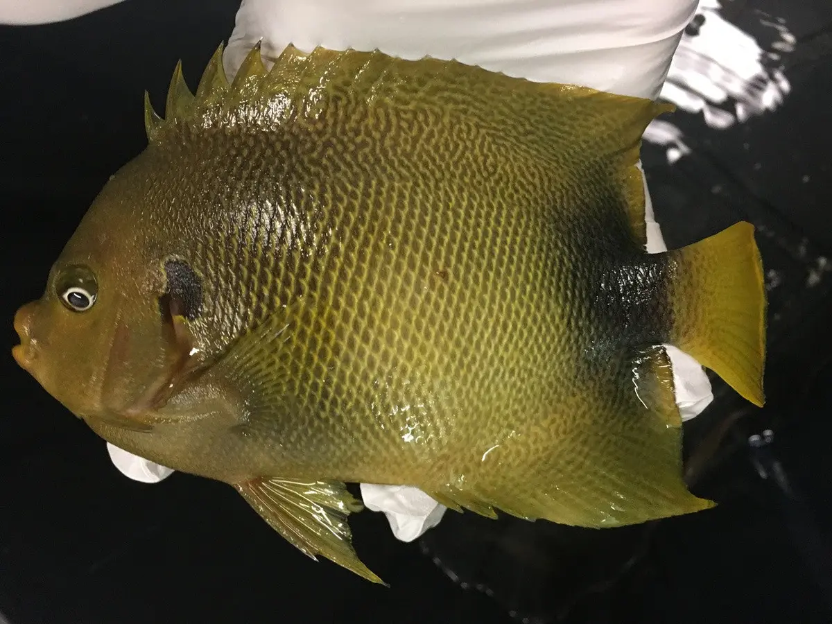 Africanus Angelfish (8-9” Streamer Male) 1