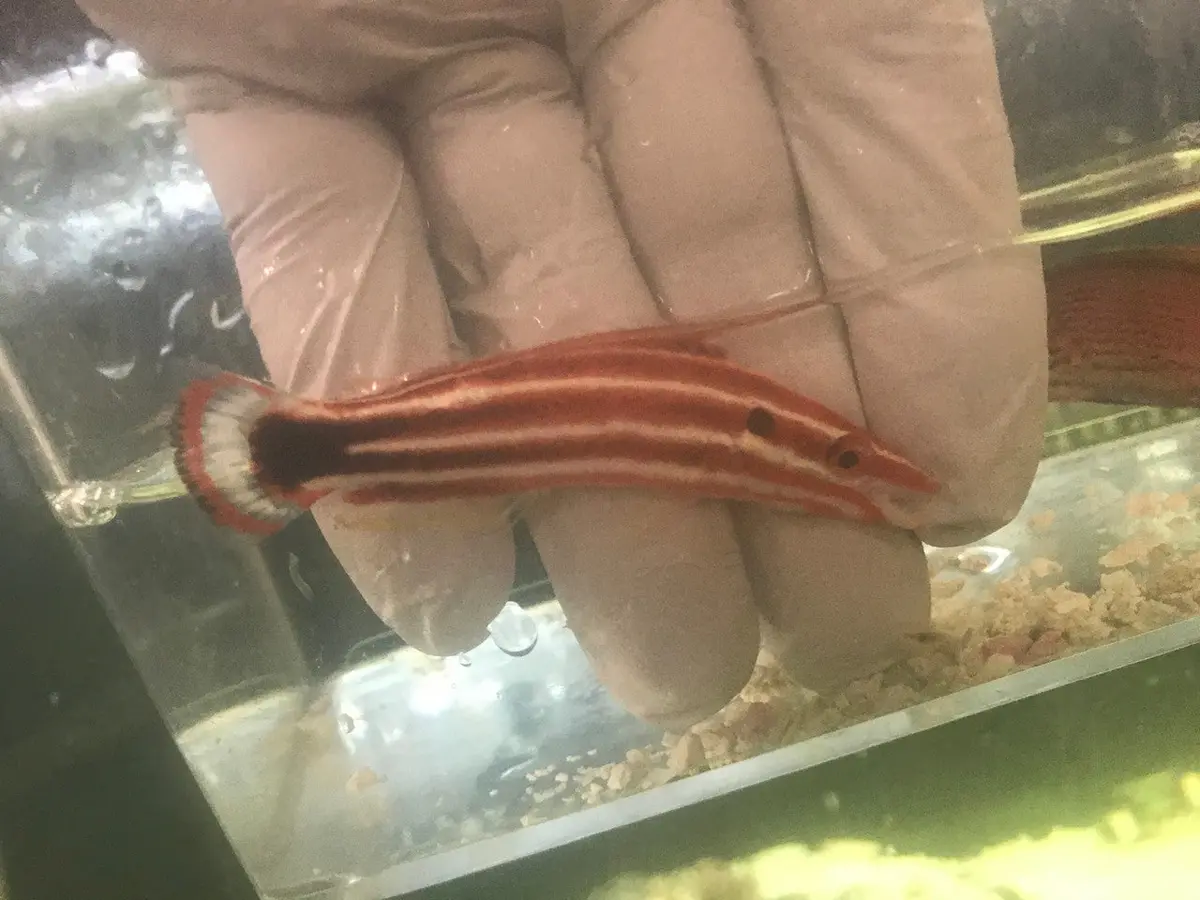 Candy Stripe Hogfish (3-4") 1