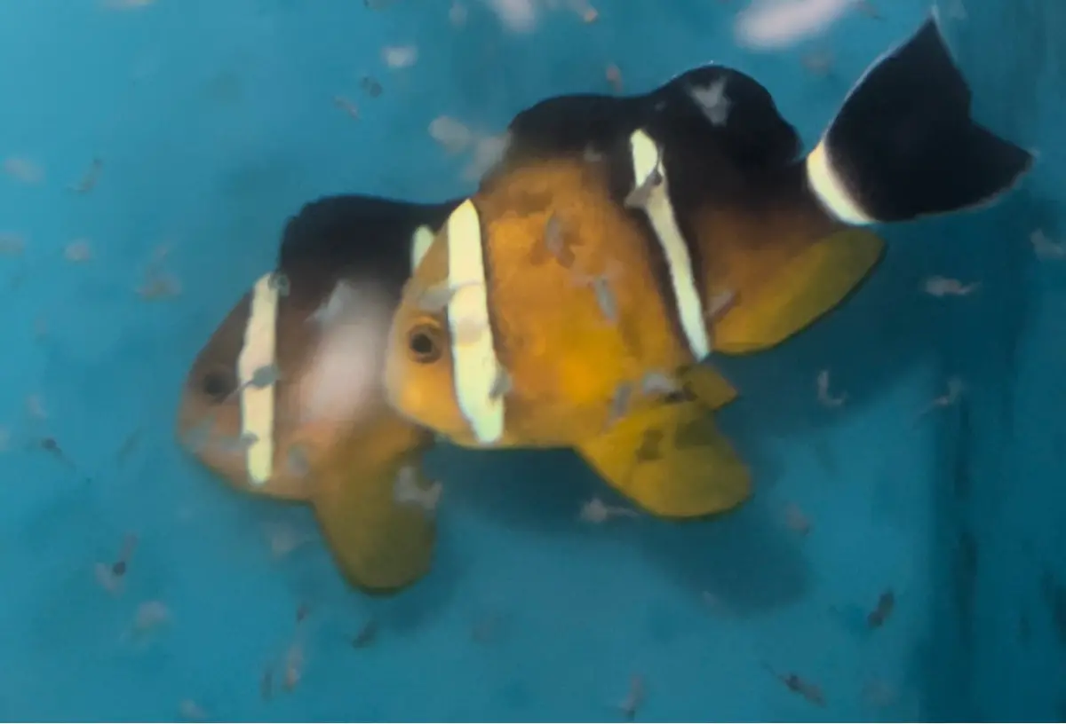 Tricinctus Clownfish Pair 1