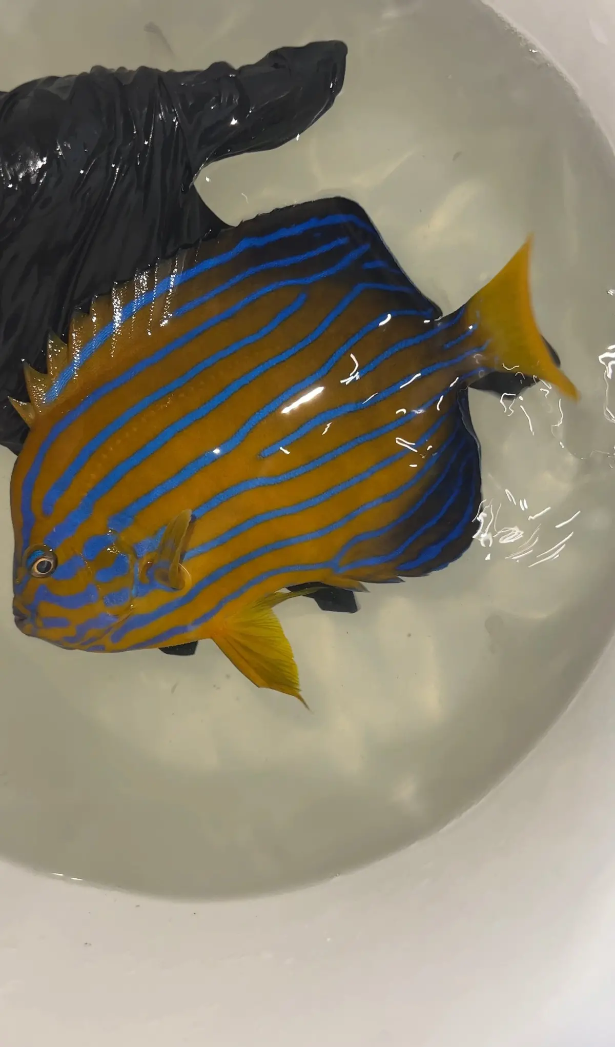 Japanese Blue Line Angel | Chaetodontoplus Septentrionalis (6-7") 1