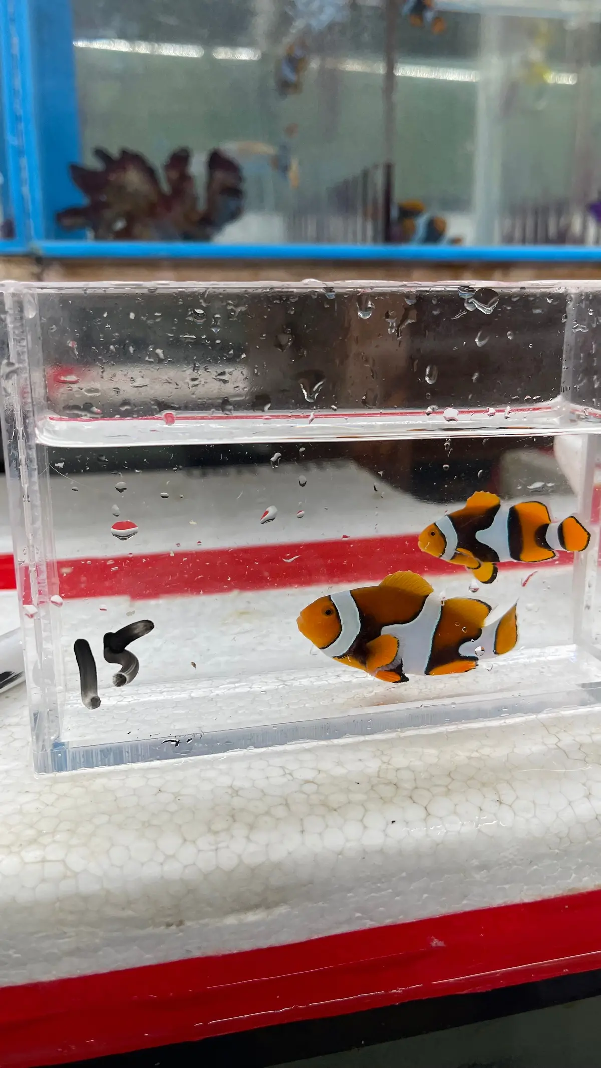True Percula Clownfish-Super Black Pair (Wysiwyg #15) 1