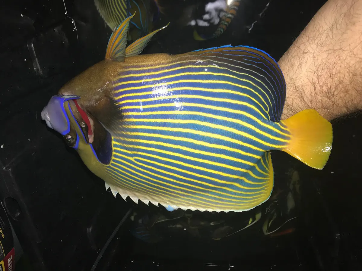10” Imperator Angel 1