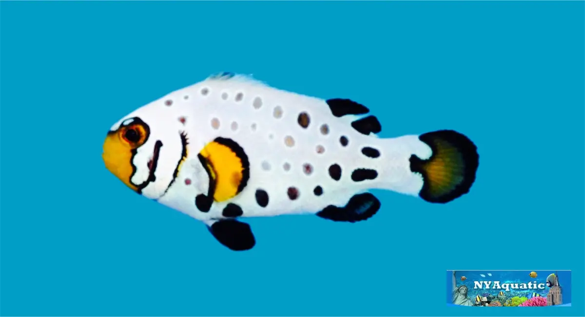 Premium Frostbite Clownfish (3-4Cm) 1