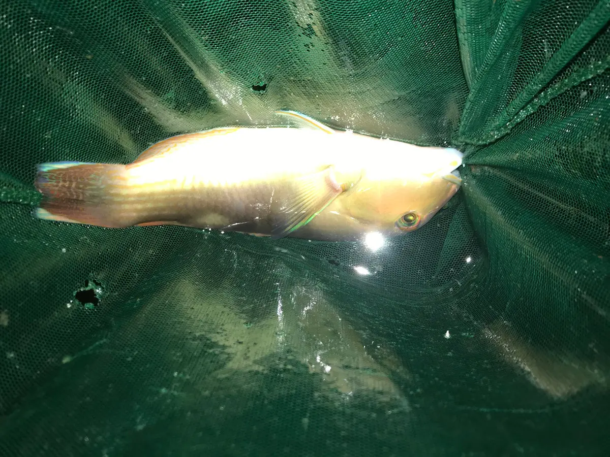 Australian Blue Tuskfish-Choerodon Cyanodus (10") 1