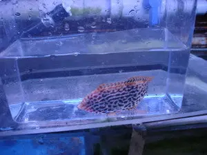 Red Leopard Wrasse-Tonga 1