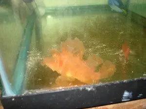 Weedy Scorpionfish 1