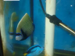 Imperator Angelfish-Adult 4-5" 1