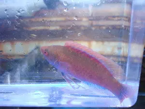 Punctatus Fairy Wrasse-4" Male (Cirrhilabrus Punctatus) 1