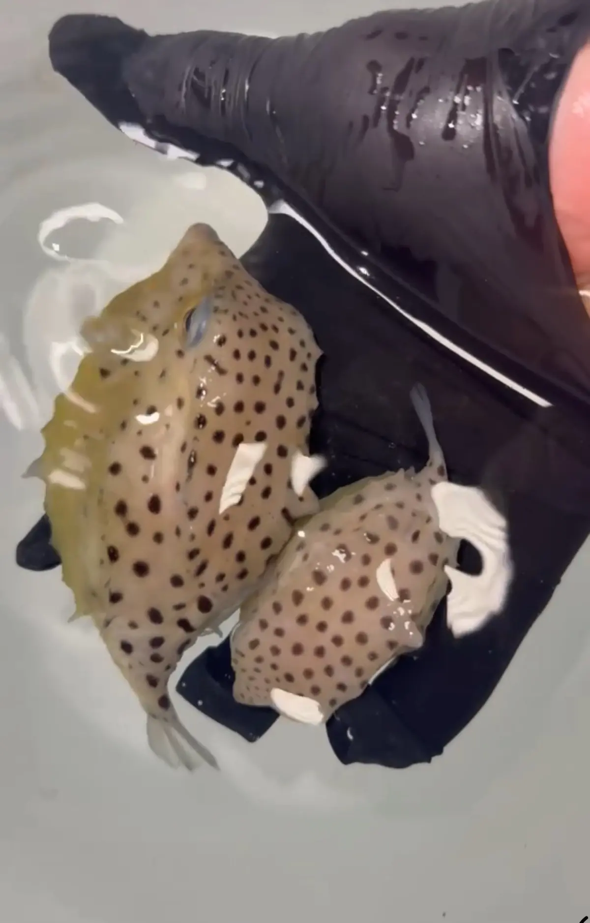 Itomaki Boxfish | Kentrocapros Aculeatus 1