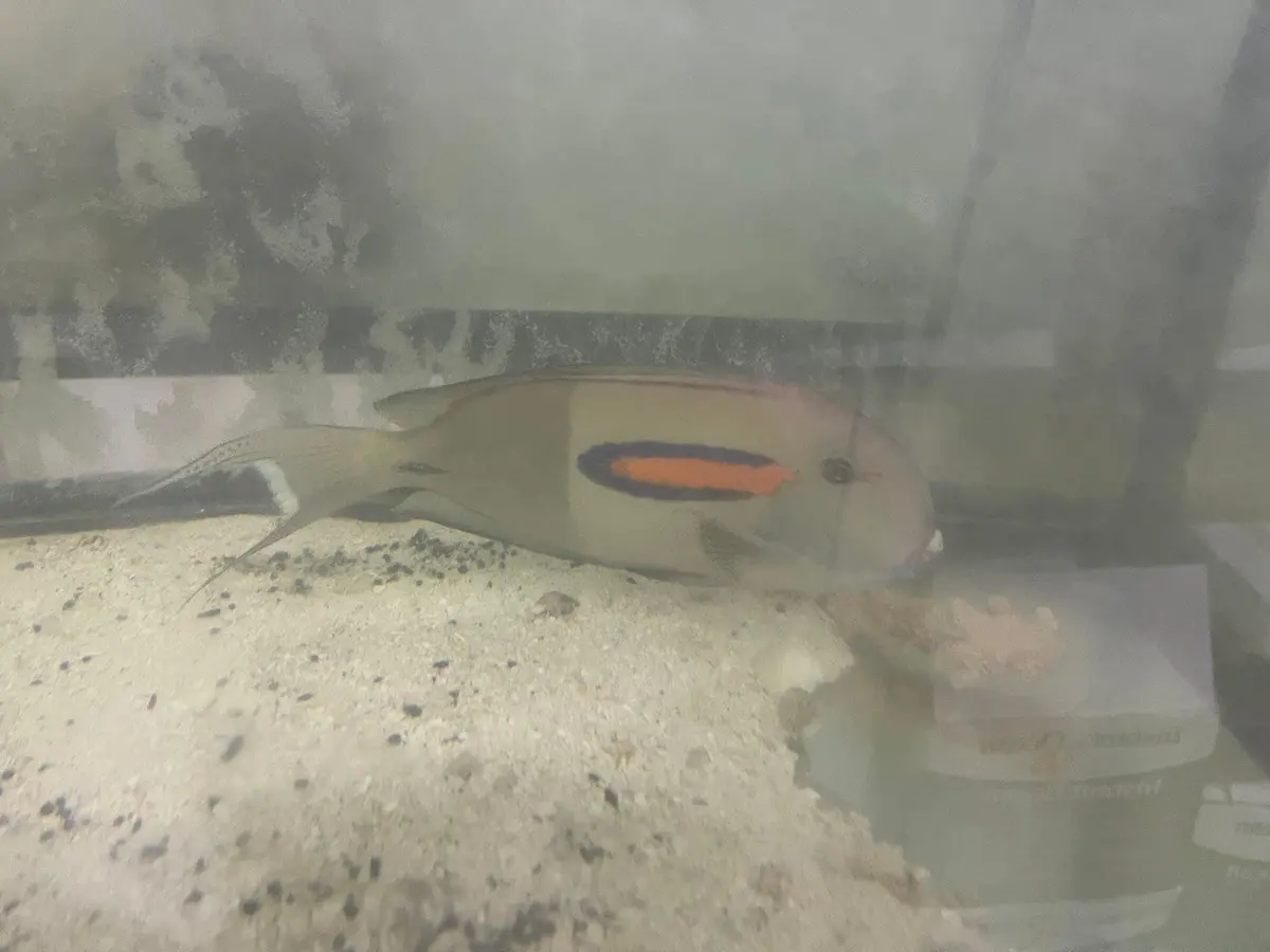 Orange Shoulder Tang-12" 1