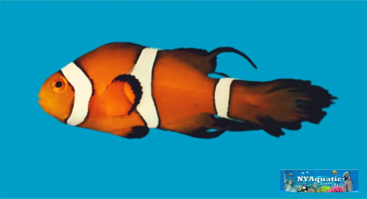 Longfin Clownfish 1