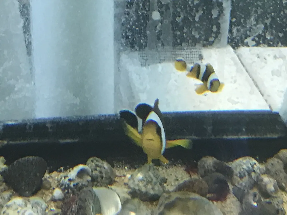 True Mauritius Chrysogaster Clownfish  Pair/  Amphiprion Chrysogaster 1