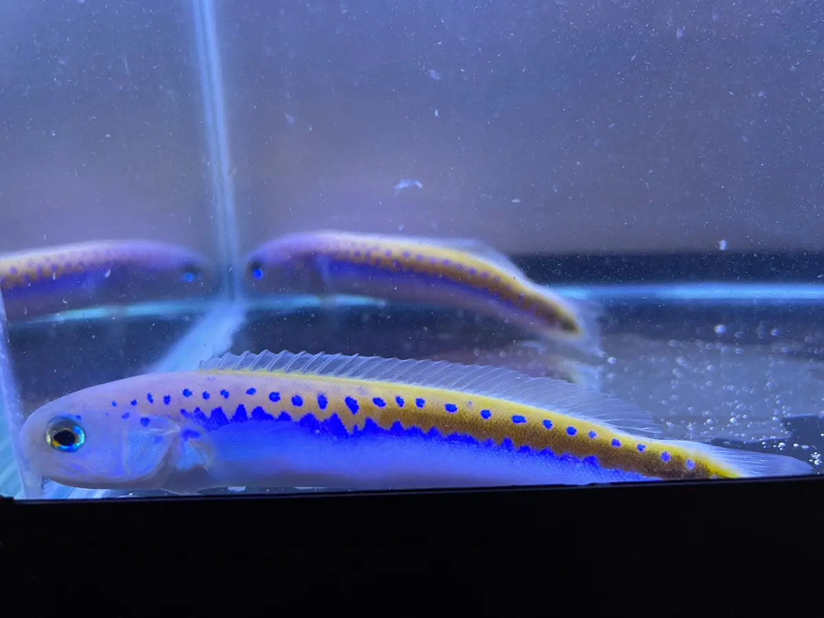 Oreni Tilefish. (Hoplolatilus Oreni) 1