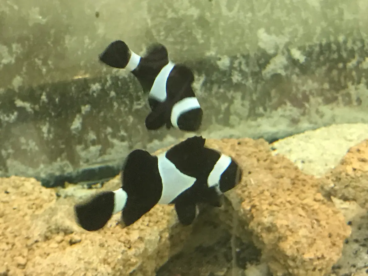 True Wild Pair Darwin Ocellaris Clownfish 1