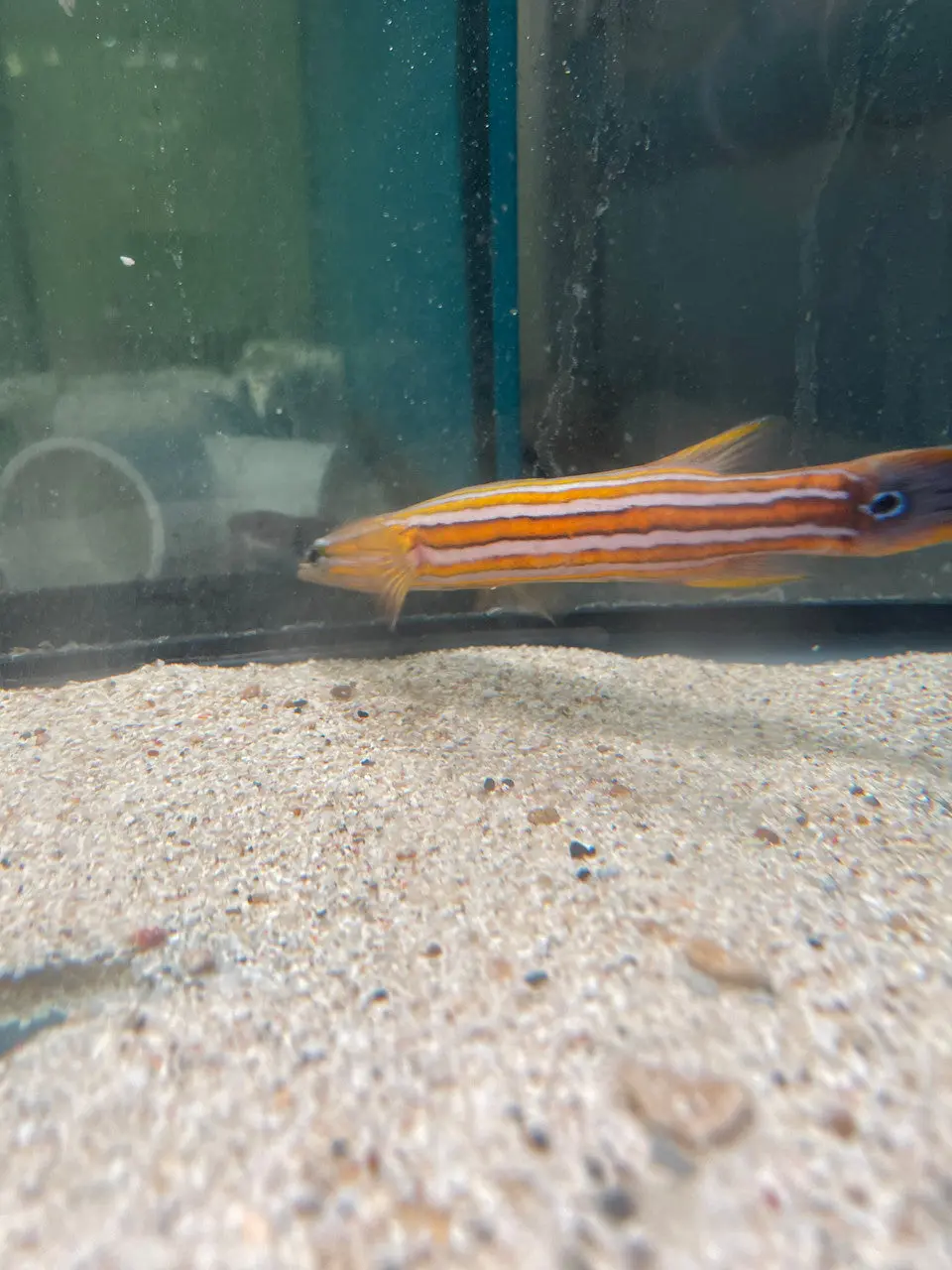 Australian Flathead Perch | Rainfordia Opercularis 1