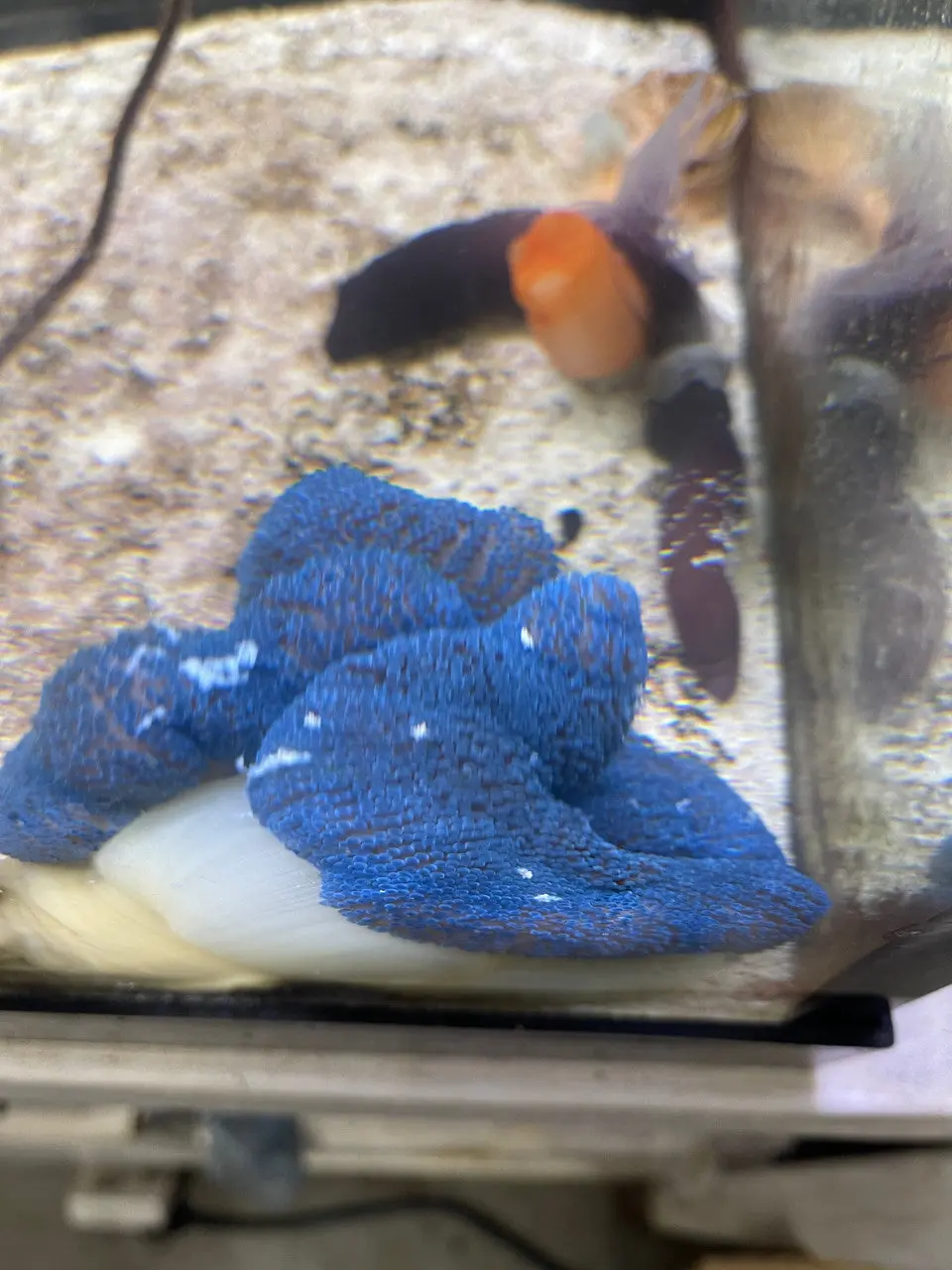 Carpet Anemone-Blue (12")-Haddoni 1