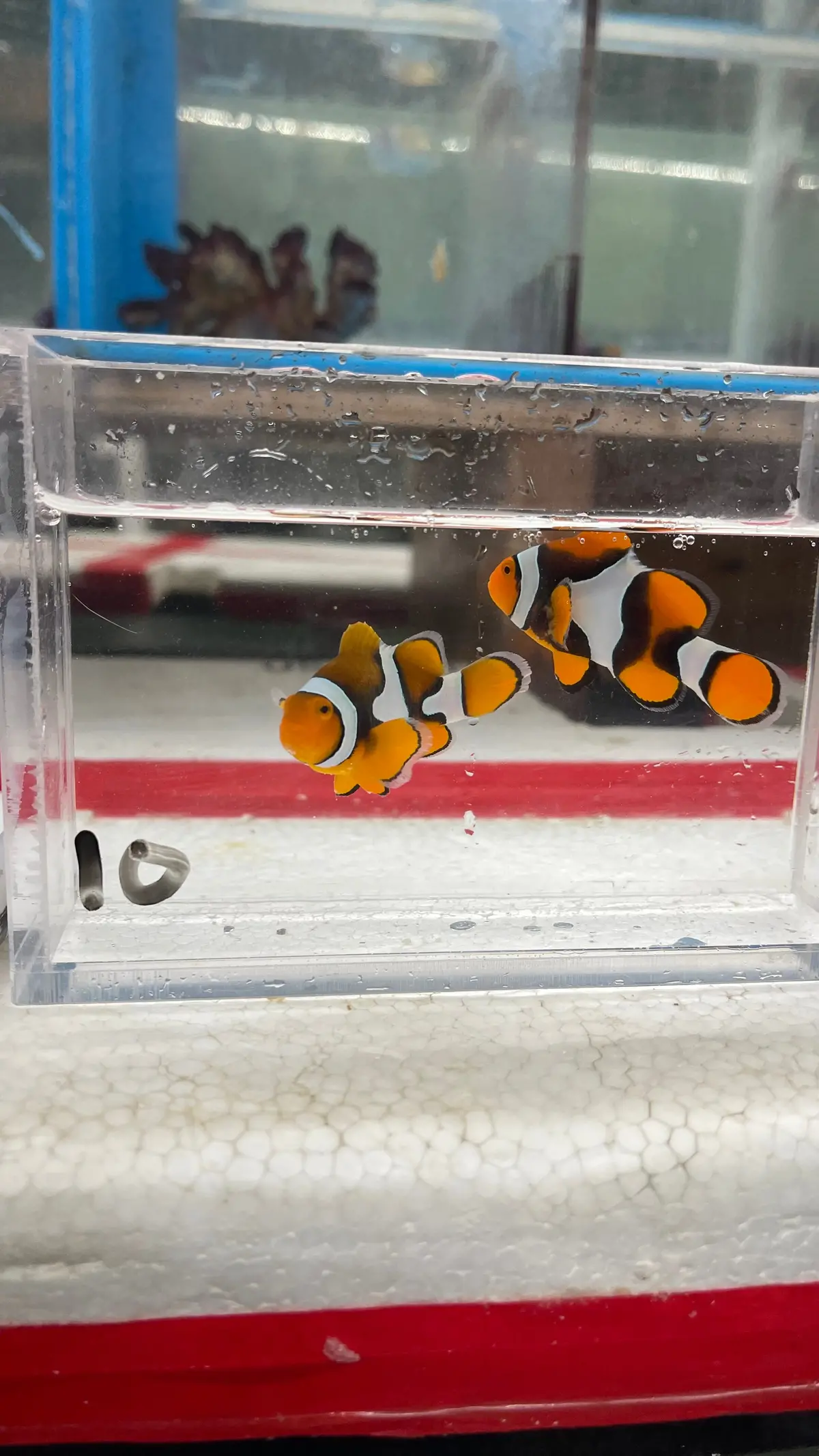 True Percula Clownfish-Super Black Pair (Wysiwyg #10) 1