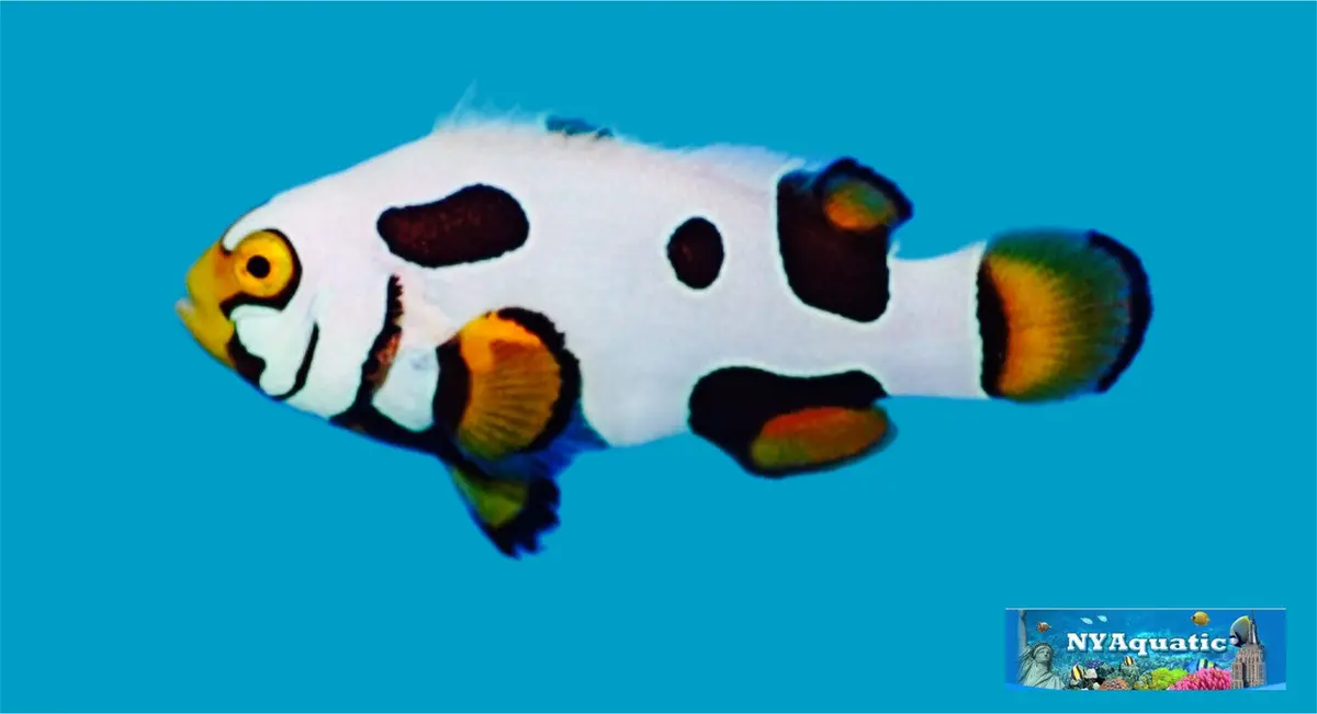 Black Picasso Clownfish Premium (2-4Cm) 1