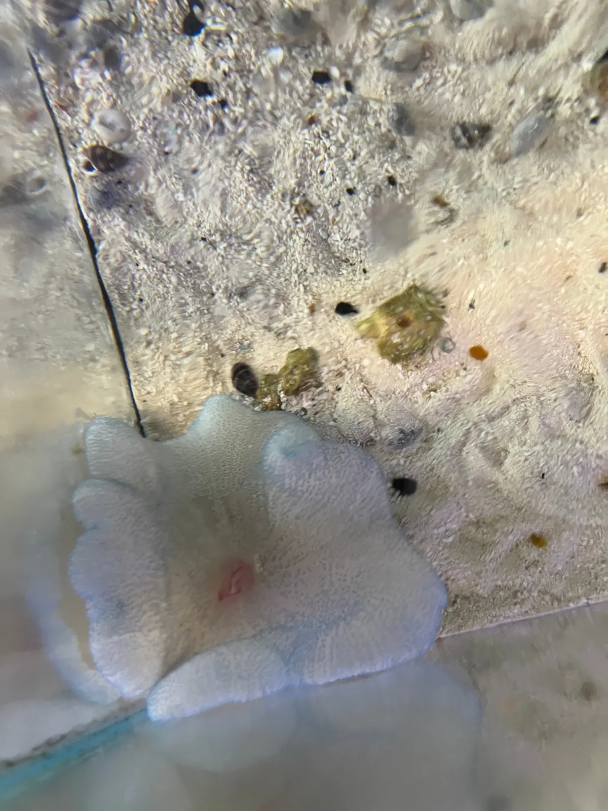 Carpet Anemone-Blue - 8” Haddoni 1