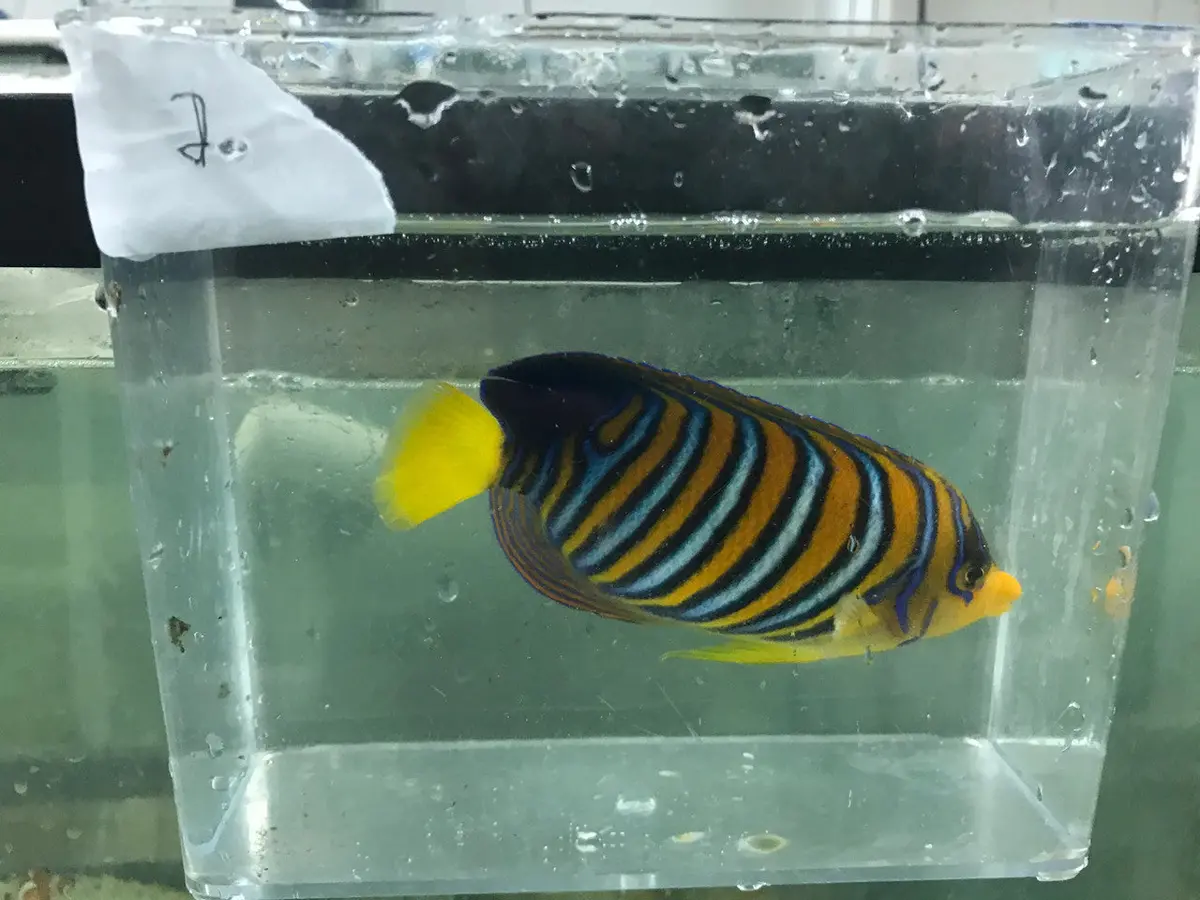Madagascar Regal Angel (Yellow Belly)-Misbar 2 (4") 1