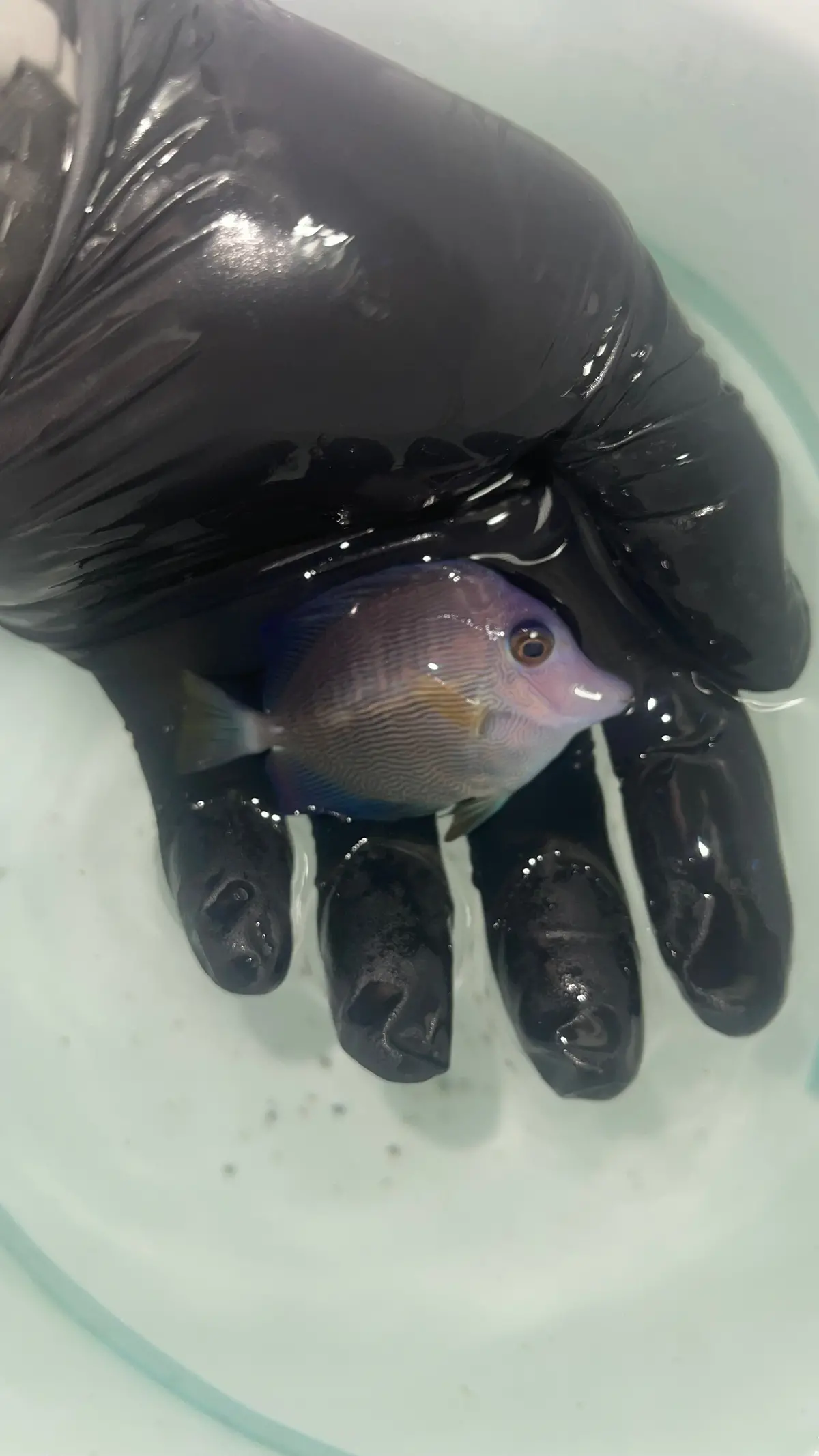 Hybrid Purple/Scopas Tang (Scurple) 1