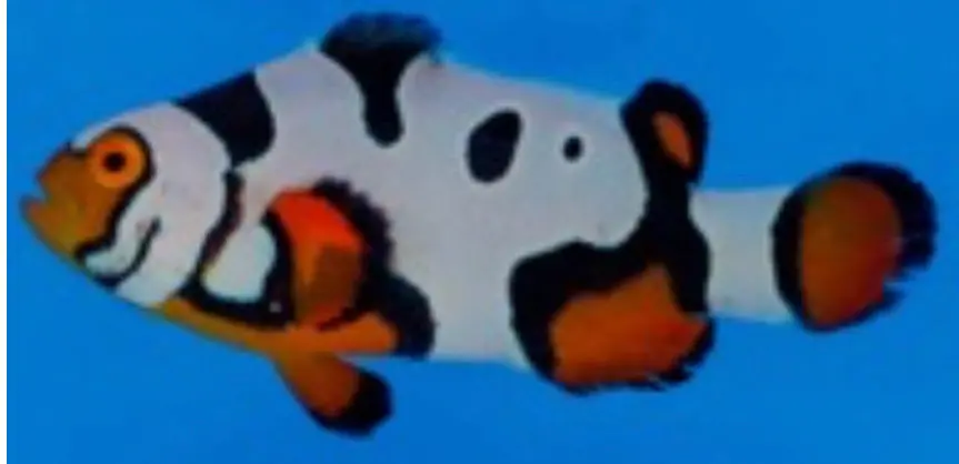 Masked Black Picasso Clownfish 3-4Cm 1