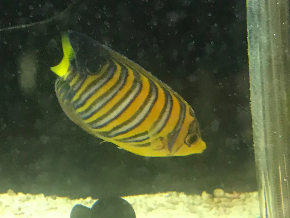 Regal Angel (True Red Sea)-3" Sub Adult 1