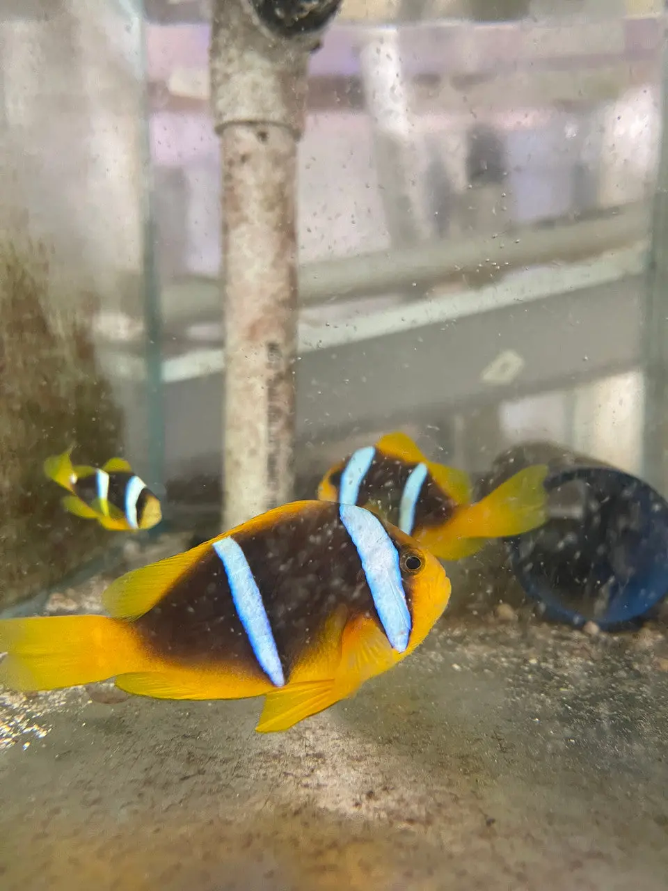 Blue Stripe Clownfish -(Wild Caught Trio) 1