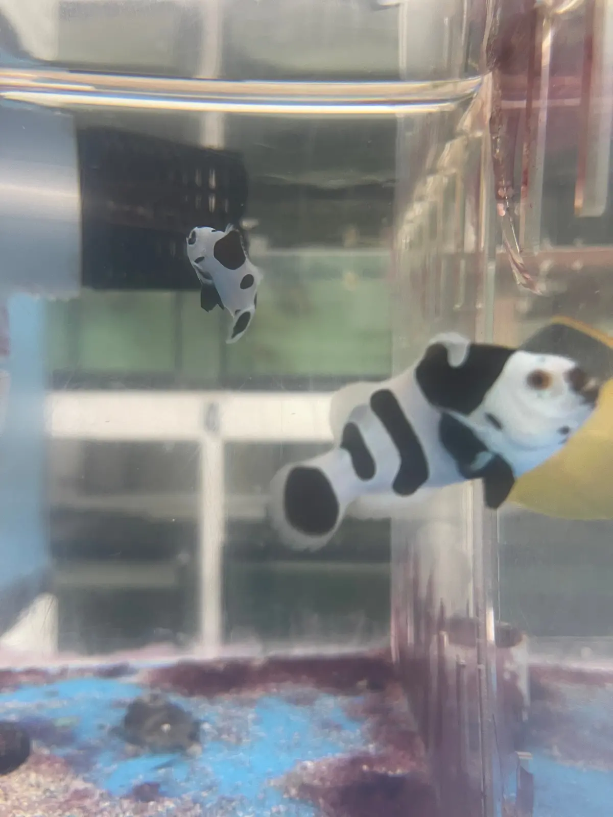 Black Storm Clownfish Pair 1