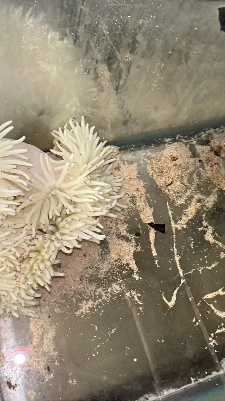Wysiwyg Malu Anemone (White W Purple Tips) 1