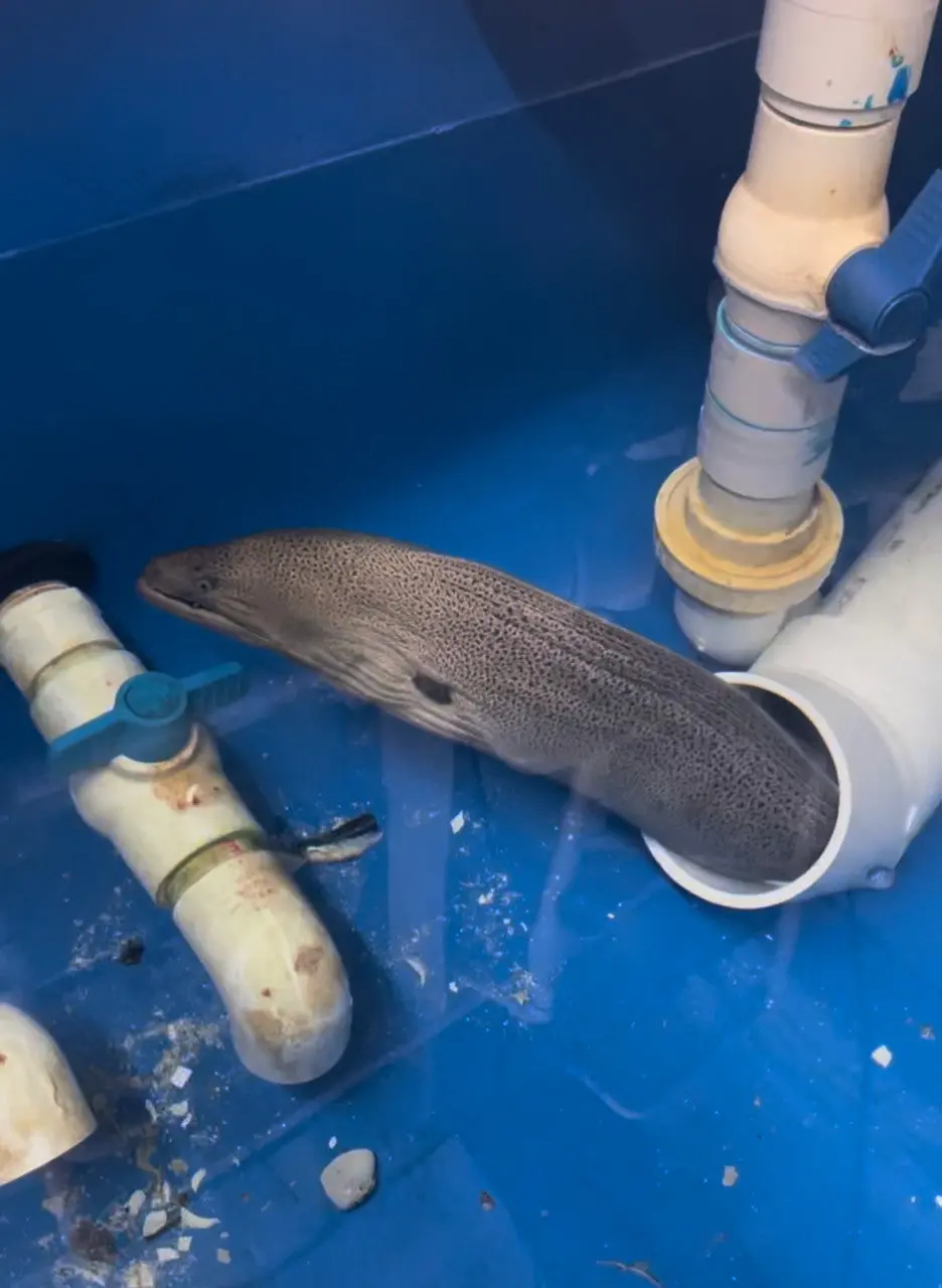 Giant Moray Eel (30-34") 1