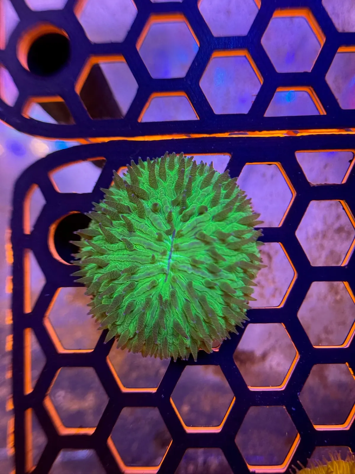 Green Aussie Plate - Wysiwyg 1