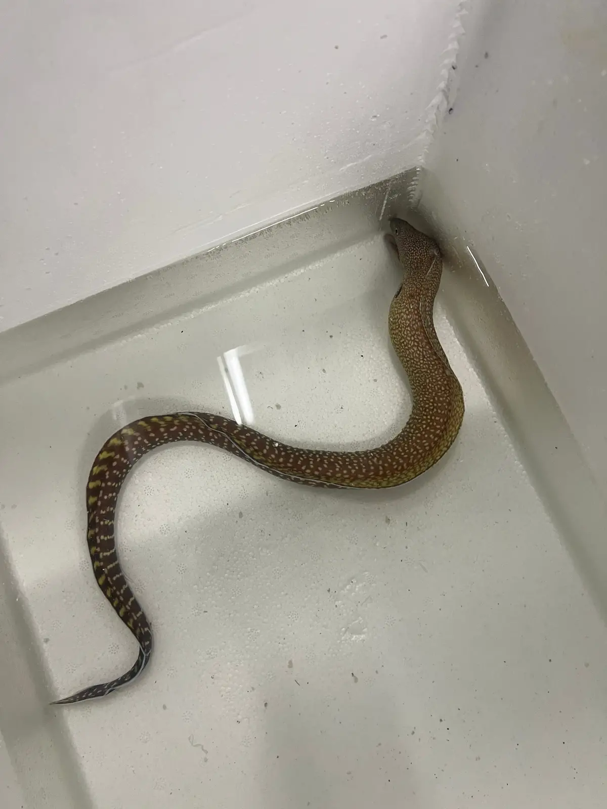 Japanese Elegant Moray | Gymnothorax Elegans (18") 1