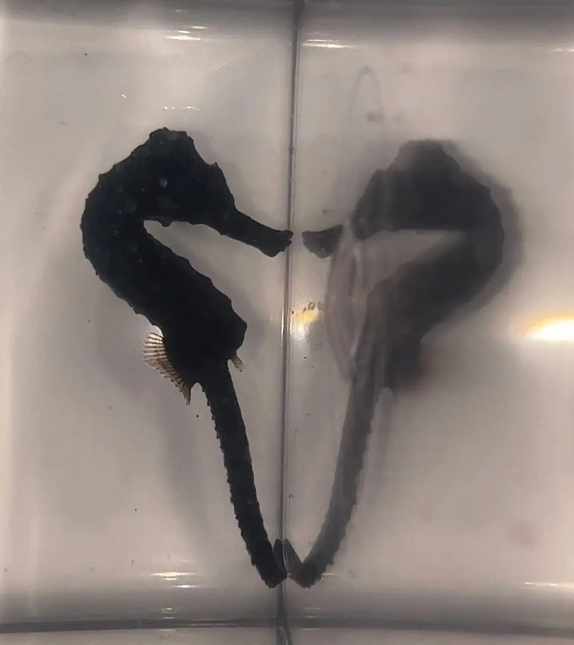 Captive Bred Seahorse (H Reidi) 1