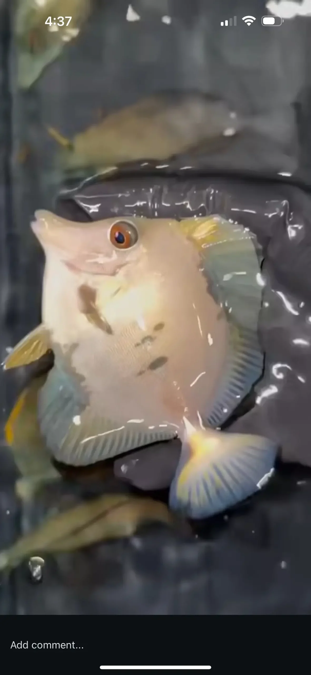 Koi Tang - Wysiwyg 1