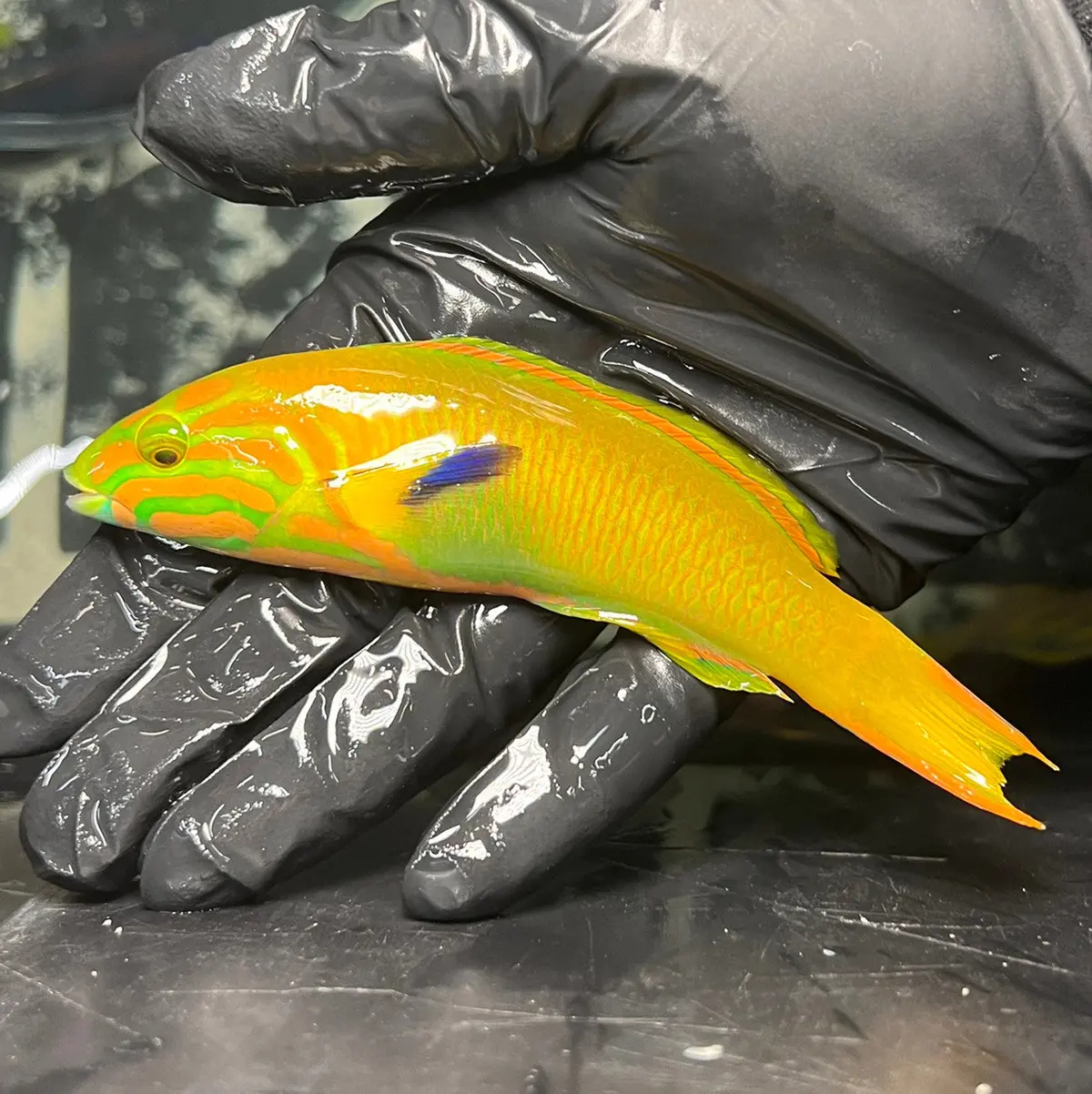 Banana Wrasse Male  4-5” 1