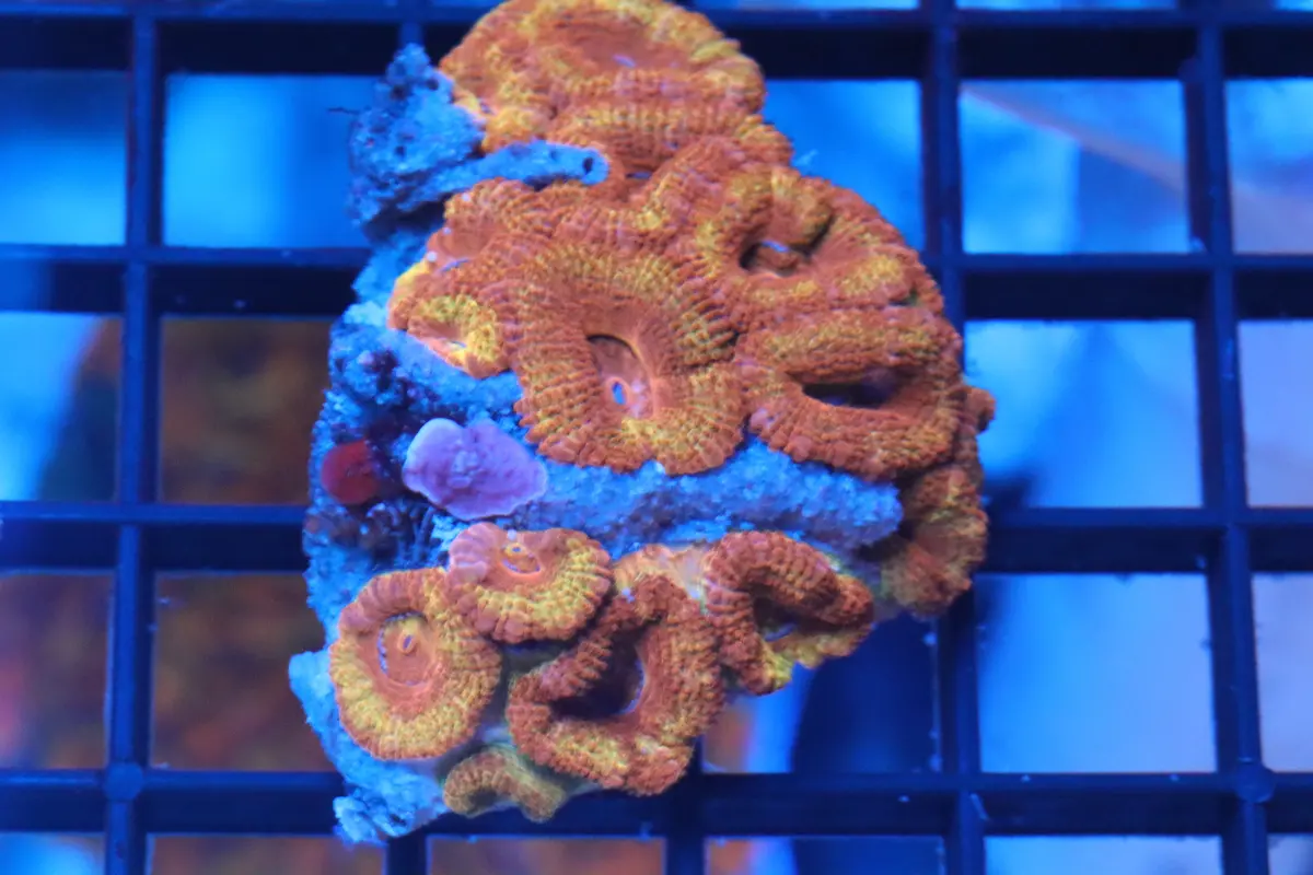 Micromussa Lord Mini Colony (B10) 1