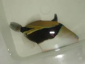 Rectangular Triggerfish-6-7" 1