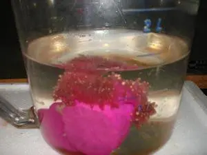 Pink Tipped Anemone 1