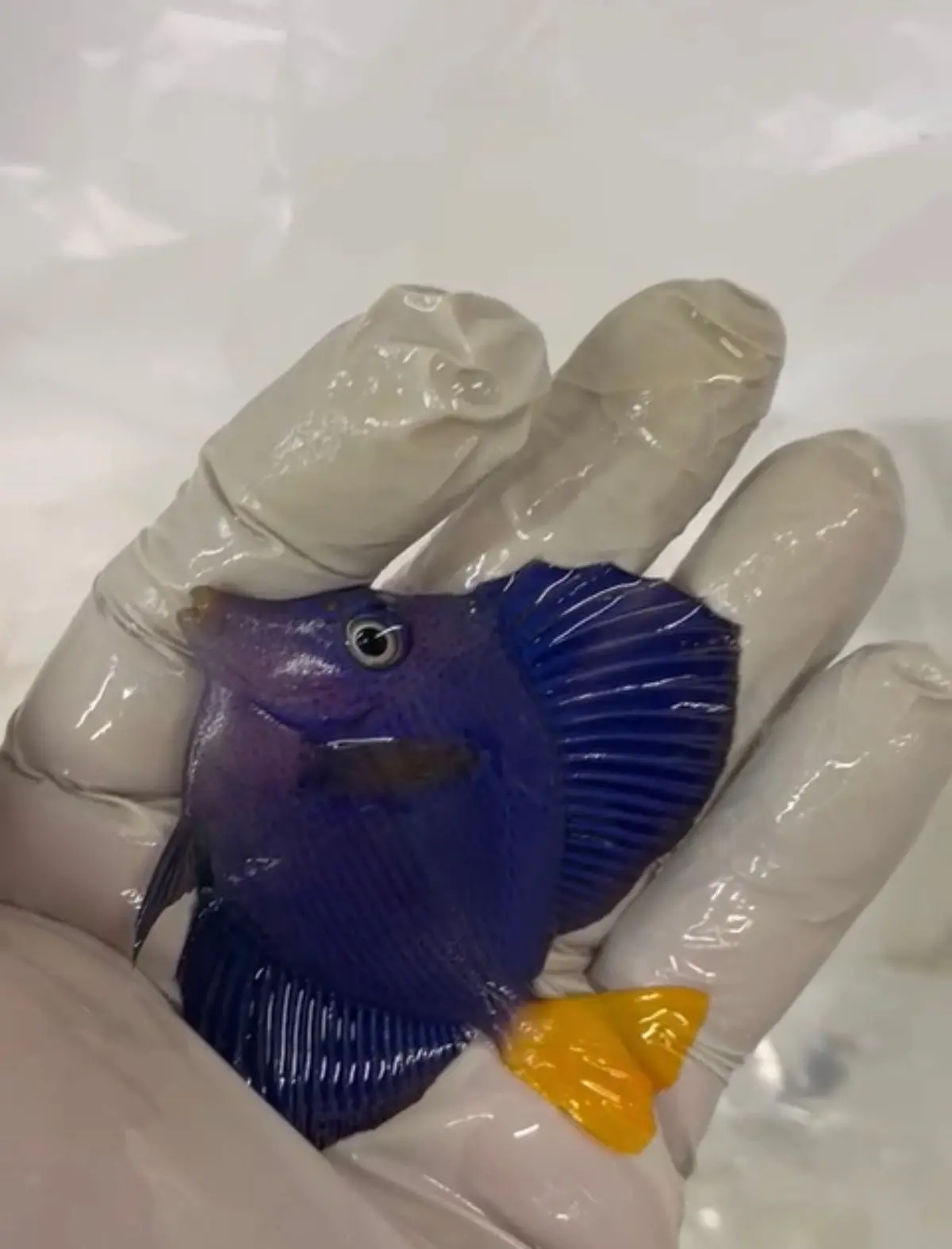 Red Sea Purple Tang | Zebrasoma Xanthurus (1.5-2.5”) 1