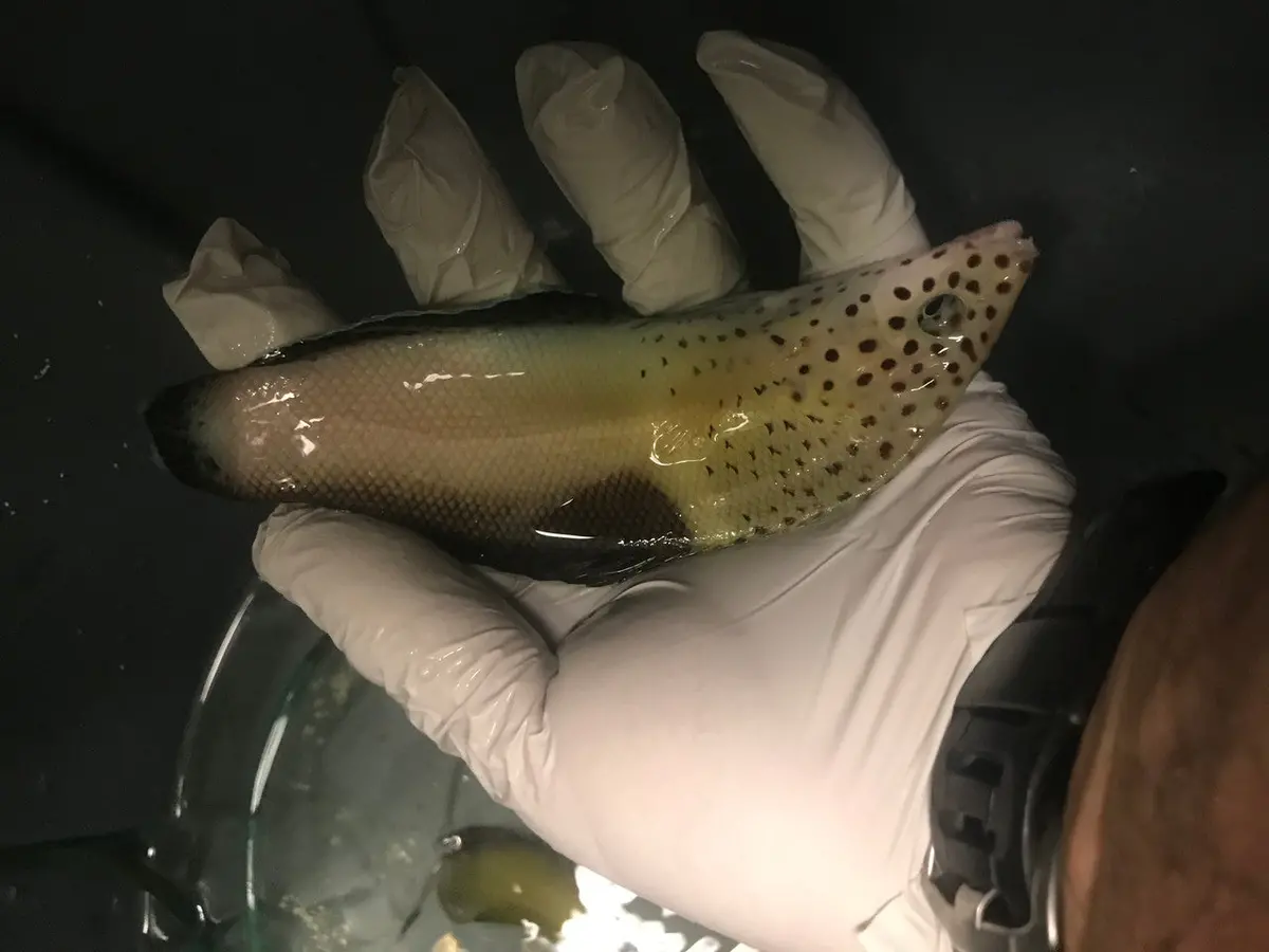 Twinspot Coris Wrasse-8" 1