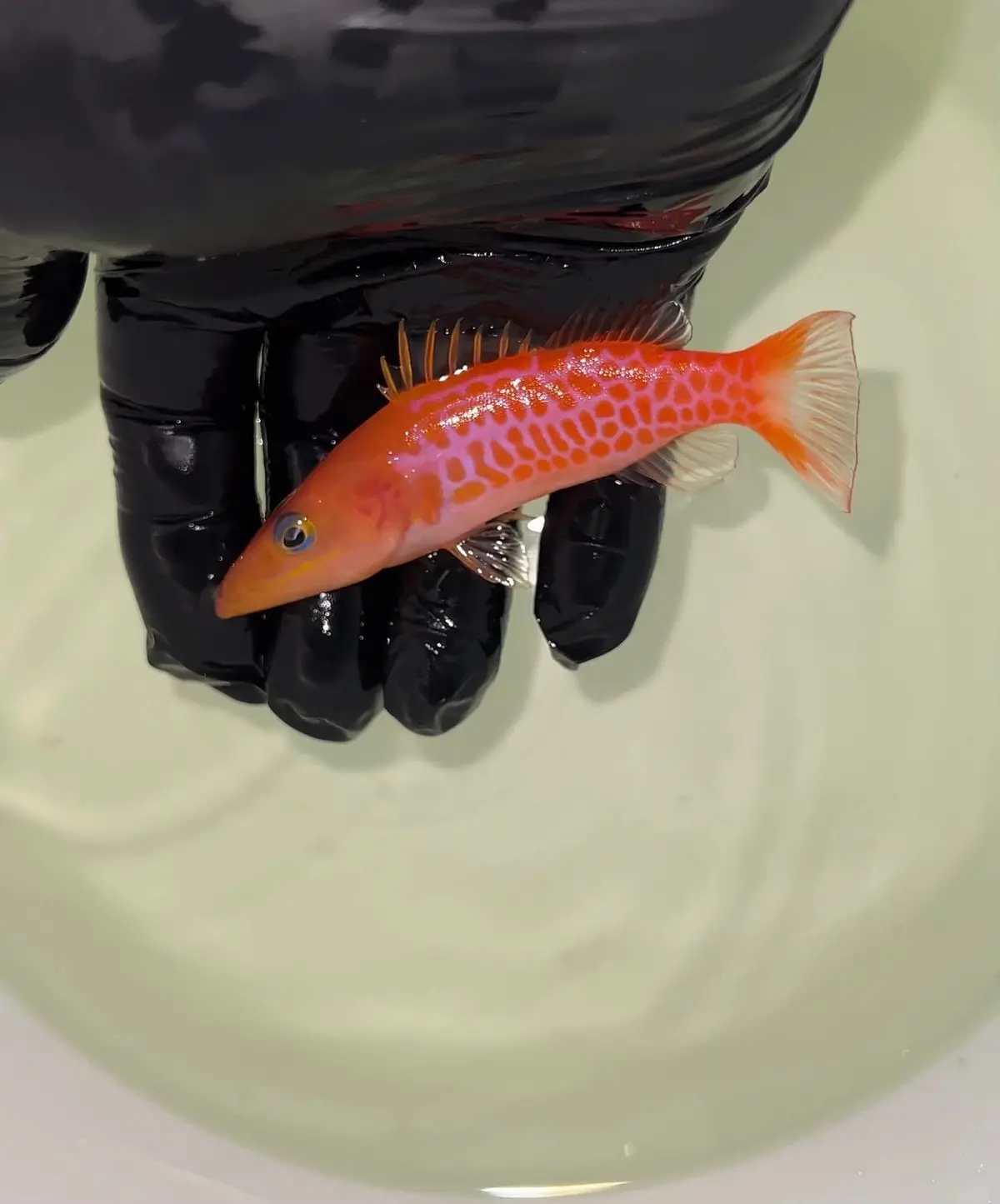 Dr. Seuss Soap Fish (Belonoperca Pylei) 1